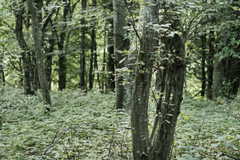 Seltener Hagbuchen-Wald